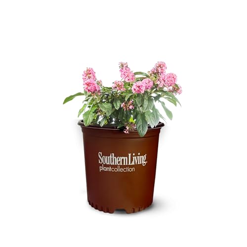 Perfect Plants Butterfly Candy Lil Taffy Butterfly Bush in 1 Gallon Growers Pot | Live Pink Flowering Shrub for Outdoor Gardens | Compact Bush | Pollinator Garden Planting | Thrives in Zones 5-10