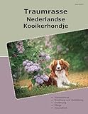  Traumrasse Nederlandse Kooikerhondje