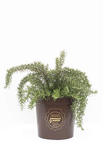 Rosmarinus officinalis 'Prostratus', Rosmarino prostrato, Pianta vera in vaso Vannucci Piante, Pianta da terrazzo (cod. 22) (1x)