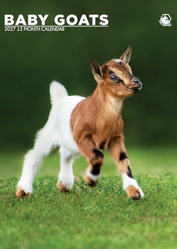 Calendario A3 2027 Baby Goats un regalo original de Navidad para amantes de animales