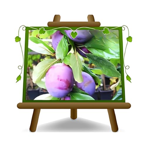 EURO PLANTS VIVAI Prunier President plante fruitière ancienne en pot 20 cm hauteur 150~170 cm - Âge 2 ans