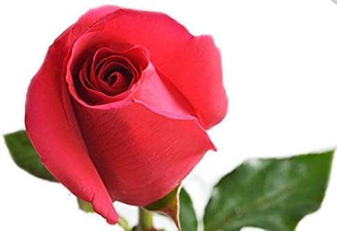 Miniatura 3 de Blooms2Door Flores - 25 Rosas Rosadas (Fresco - 19.7 in). Regalo para cumpleaños, condolencias, aniversario, recuperarse, gracias, San Valentín, Día