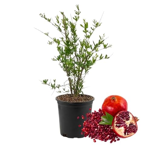 Live Wonderful Pomegranate Plant 4-7 Tall Hardy Dwarf Pomegranate Tree in 4 Inches Pot Sweet Edible Fruit Fast Growing Plant for Indoor