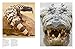 Dangerous Animals: The World's Most Deadly Creatures (Animals in Photographs)