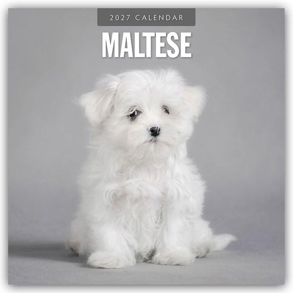 Maltese – Malteser 2027 – 16-Monatskalender: Original Red Robin Publishing Ltd-Kalender [Mehrsprachig] [Kalender] (Wall-Kalender)