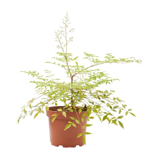 Verdecora Nandina Bambú Sagrado en maceta de 3 litros | Nandina domestica | Arbusto Natural de Exterior con Follaje Colorido | Ideal para Jardines, Terrazas y Bordes