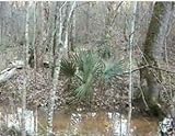 sabal minor var louisiana Einfach zu verwenden vegherb Sabal Minor Arkansas Hardy Dwarf Palmetto Samen!