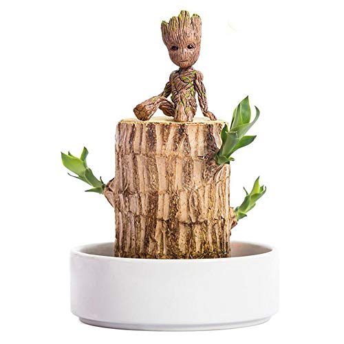 trendencysince1988 Mini Brazil Lucky Badan Wood Hydroponic Potted Plant Stump Small Mini Plant