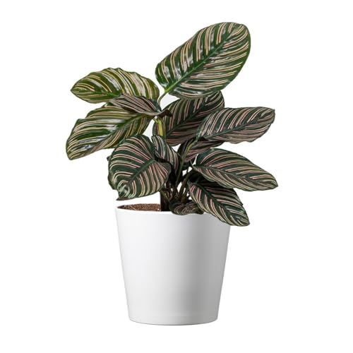 American Plant Exchange Live Calathea Ornata – 6-Inch with Pot Cover – Pet-Friendly Tropical Houseplant with Pink-Striped Leaves for Low Light Homes, Offices & Indoor Décor