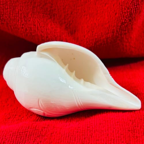 Image of Sankha for Puja - Original Loud Blowing Shankh 6 Inch, 400g Conch Shell for Pooja, Yoga & Meditation - White Glossy Finish, Natural, Artisan Crafted for Spiritual Harmony