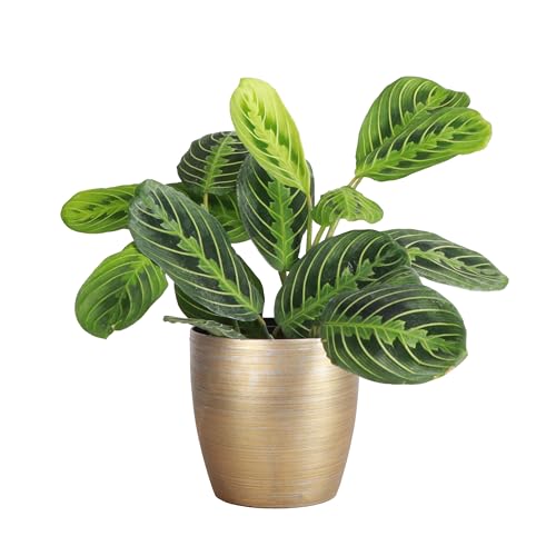Thorsen's Greenhouse Lemon Lime Prayer Plant, Live Indoor Plant, Pet Friendly, Attractive Houseplant, Lemon Maranta, Natural Air Purifier, Easy to Grow, 4' Diameter Pot (Gold)