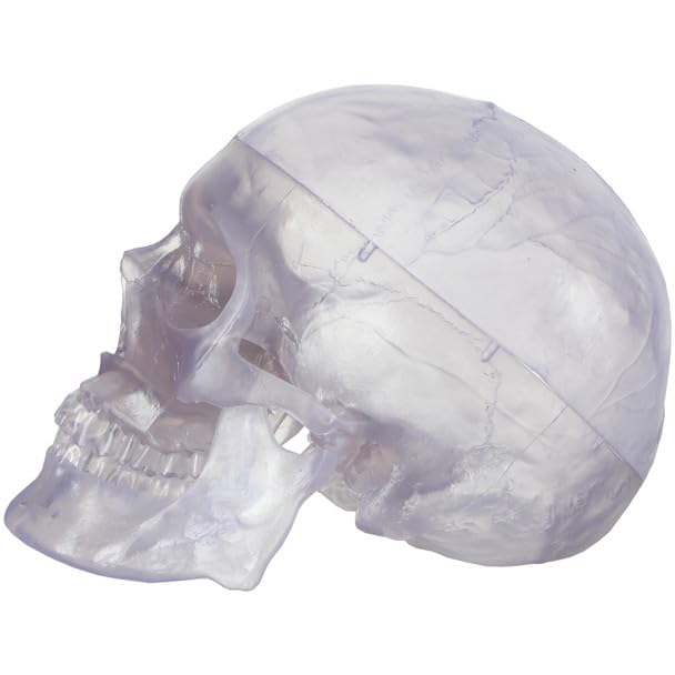 Axis Scientific 3-Part Life-Size Clear Human Skull - Detailed Articulated Translucent Anatomy Model for Anatomists and Medical Students - Display Human Skull Features - Durable and Realistic