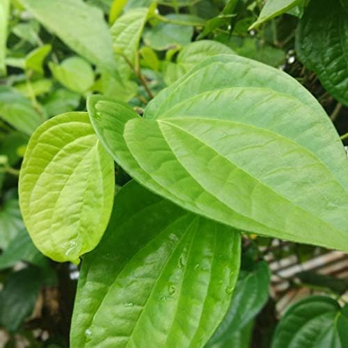 Betel leaf plant desi, Piper betel leaf plant paan patta plant Pack of 1 plant