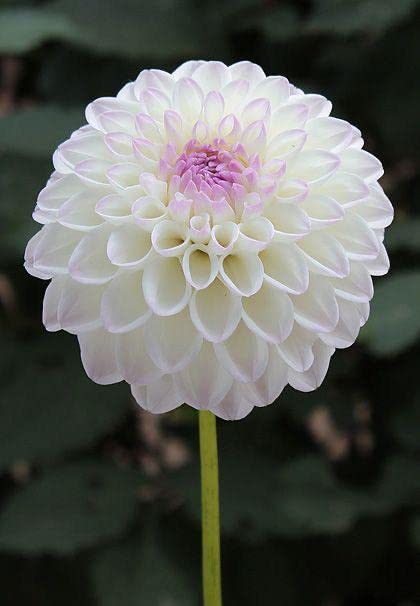 See full amazon price history chart for Ritz Farming® Dahlia pom pom vearty flower bulbs | Dahlia white flower bulbs for Home pots | all Season Flowering bulbs for Home And Kitchen Gardening pack of 1 bulbs Ritz Farming® Dahlia pom pom vearty flower bulbs | Dahlia white flower bulbs for Home pots | all Season Flowering bulbs for Home And Kitchen Gardening pack of 1 bulbs (B0C4DQPQPX) Amazon Price History, Amazon Price Tracker