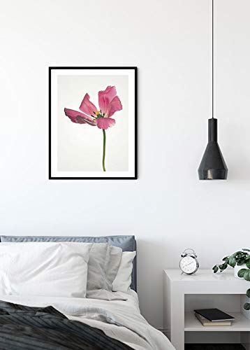 Komar Wall Picture Tulip Poster Picture Living Room Bedroom Decoration Art Print Without Frame P067-50x70 Size 50x70 cm (Width x Height) - Image 3