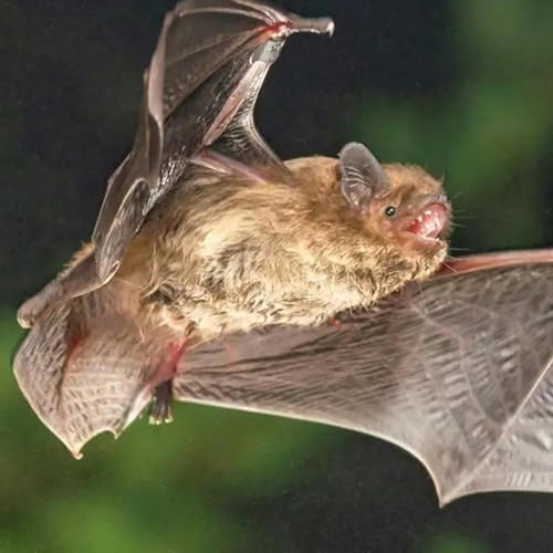 La injusta cruzada contra el murci&eacute;lago valenciano