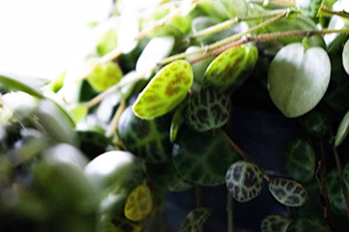 String of Turtles | Onrooted snijdingen 5 onrooted snijdingen - Afbeelding 5