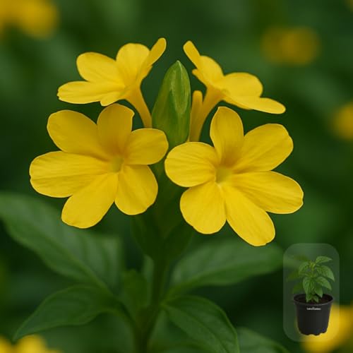 Image of Indian Gardens - Kanakambaram | Aboli | Priyadarsha | Flowering Crossandra | Pagoda Flower | firecracker flower | Live plant with pot (Yellow, 4 inch Black)