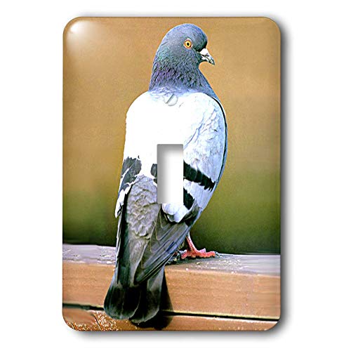 3dRose Dove, Pigeon single toggle switch