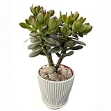 Dwarf Jade with White Stripe Pot, Live Crassula Ovata Crosby's Compact, Rare Cute Succulent Plant in 4' Planter, Home Office Décor