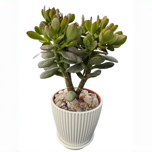 Dwarf Jade with White Stripe Jade, Live Crassula Ovata Crosby's