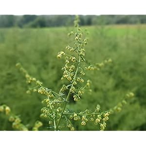 Artemisia annua zaden. (Artemisinin annua seeds)