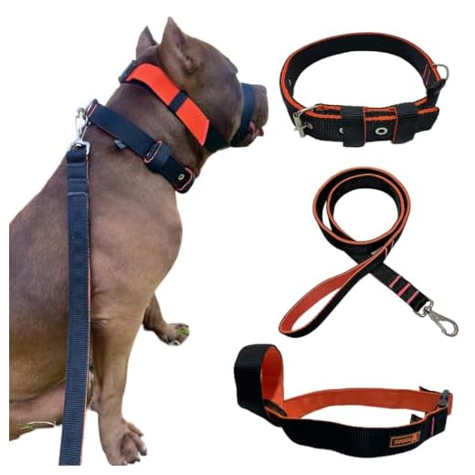 Super Kit Coleira Guia e Focinheira Pet Para Cães Forte Adulto Pitbull (P)