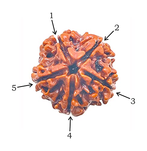 Image of Siddha 5 / Five Mukhi Pure Rudraksha, Laboratory Certified.