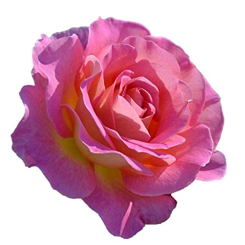 Amazon.co.jp: バラ苗 【ピンクパラダイス】 (新苗) ハイブリッド