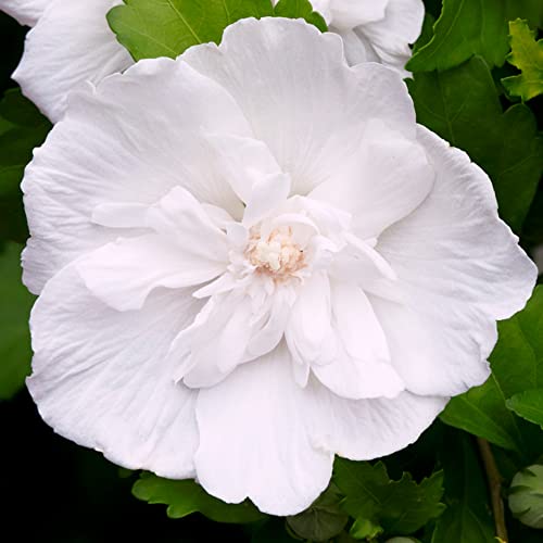 Hibiscus Syriacus White Chiffon | Flowering Garden Shrub | 20-30cm (incl Pot)
