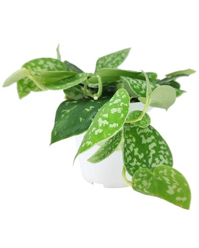 Satin Pothos Scindapsus Pictus (4" Terracotta Pot) - Evergreen Variegated Foliage Plants - Heart-Shaped Houseplant for Home Office Decoration