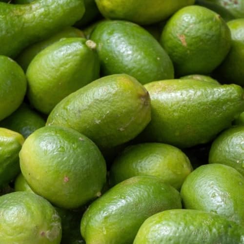 Image of Gondhoraj Lemon Live Fruit Plant for Home Garden, Aromatic Citrus Tree Sapling for Outdoor Gardening, 1 Plant