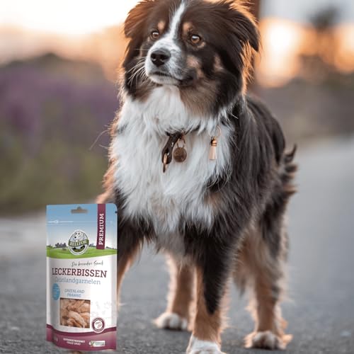 Bellfor Gefriergetrocknete Grönlandgarnelen – 35 g – Getreidefreie Leckerli für Hunde, Unterstützt die Verdauung, Reich an Hochwertigem Protein