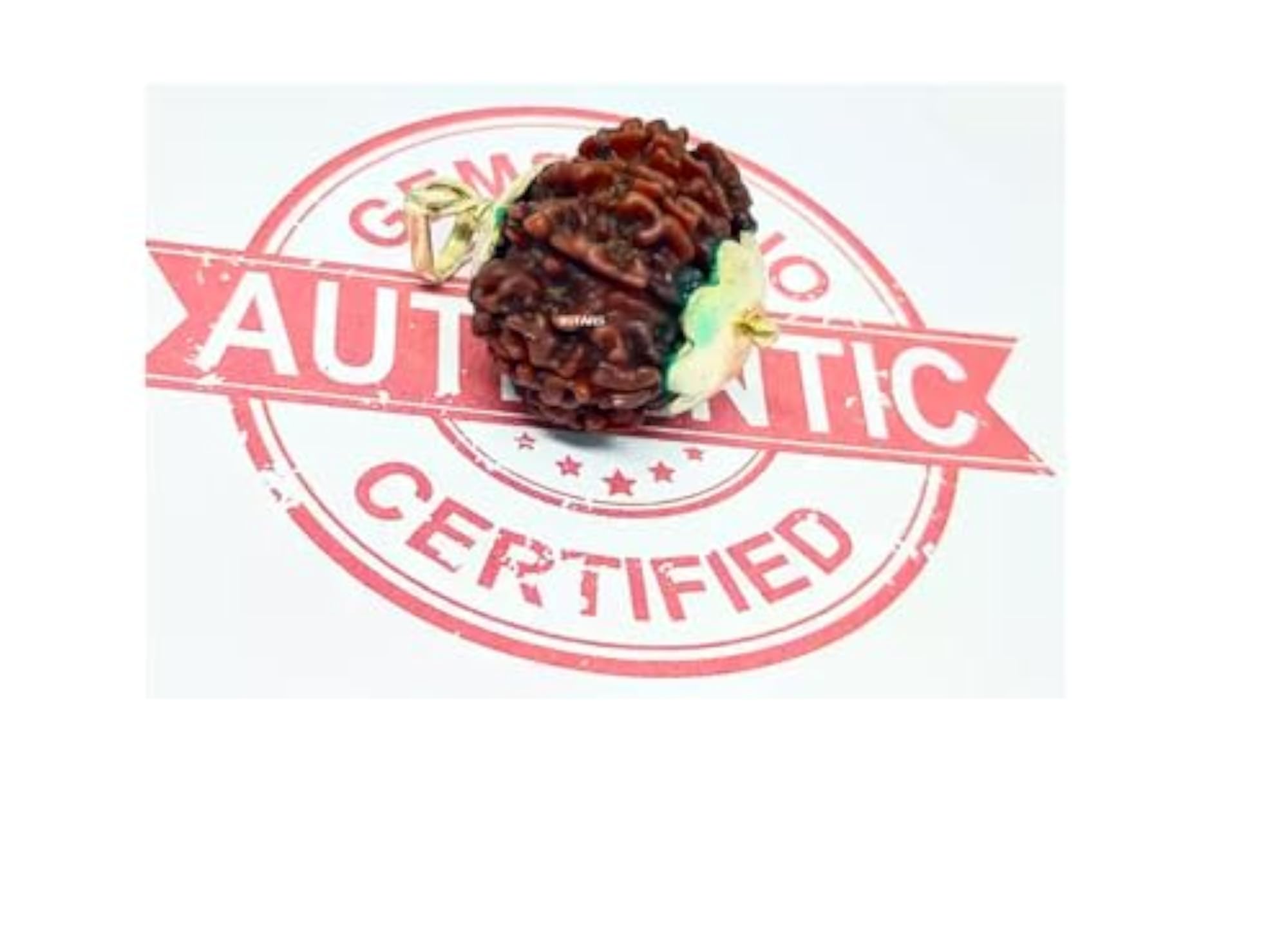 12 Mukhi Rudraksha Original Certified Bead