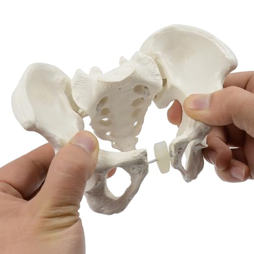 ATJSXWIN Flexible Female Pelvic Model, Elastic Pelvis with Sacrum, Hip
