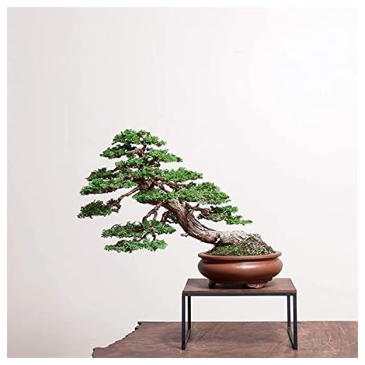 Hinoki Cypress Bonsai Tree Seeds - 50 Seeds to Grow - Evergreen Bonsai Tree - Ships from Iowa, USA