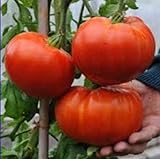 25 semi ibridi di pomodoro Delicious Super Yummy Tasty