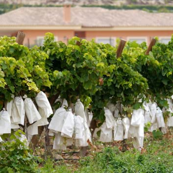 Grupo Darik Pack de 50 Bolsas de Papel Protectoras Especial para Uvas (40x27cm) Abierta por los 2 Lados| Protección contra Aves e Insectos. Incluye Cuerdas para Atar