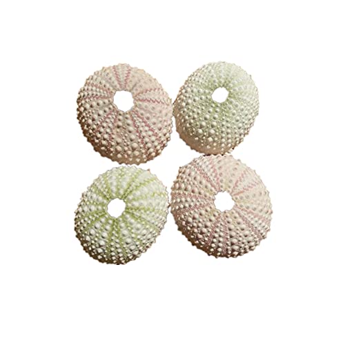 TAOYUN 4 Pezzi di Ricci di Mare Naturali