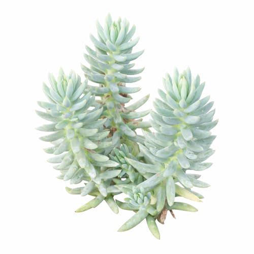 Sedum rupestre 'Silver' 2 Inch Pot (Plastic Pot, 2 Inch)