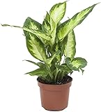 DECOALIVE Dieffenbachia Camilla Planta Purificadora del Aire Natural