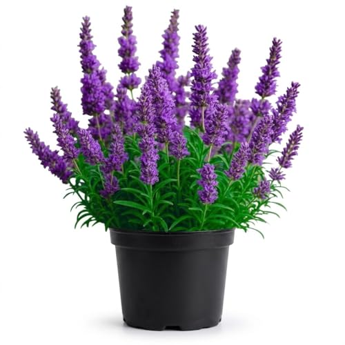 Image of Live Lavender Plant with Pot | Fragrant Purple Flowering Herb Plant | Aromatic Medicinal Indoor Outdoor Plant for Home Garden Balcony Terrace Kitchen Decor | Pack of 1