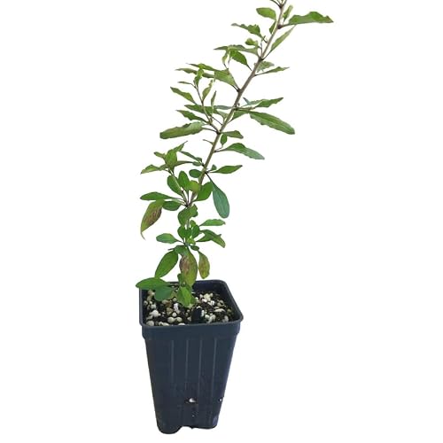 Chinese Goji Berry Live Plant 6 To 12 Inc Tall For Planting Ornaments Perennial Garden Simple To Grow Pots Gifts #TOP26