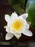 Rarität : Teichpflanzen Seerosen : Nymphaea Seerose Zwergseerose ' Pygmaea Walter Pagels ' winterhart Pflanztiefe bis 30 cm