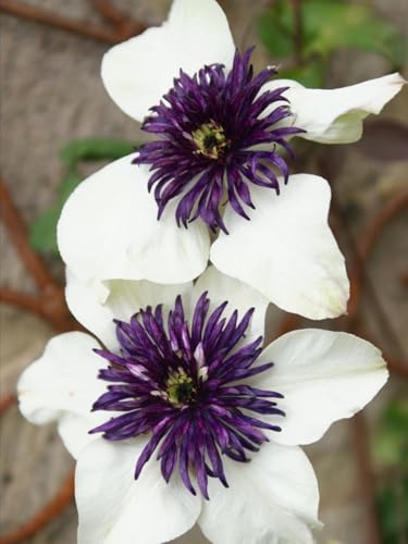 Clemátide trepadora: una herramienta ideal para crear muros y cercas florales en exteriores. Ilumina cualquier rincón-5Rizomas-C