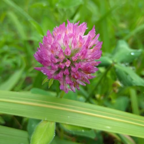 10 lbs. Kenland Red Clover Hay Silage Cover Crop Food Plot Wildlife Attractant