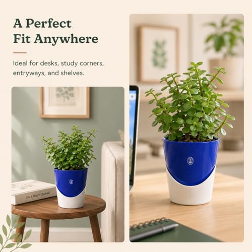 Image of Urban Upvan 4 Inch Self Watering Pot with Jade Plant | Indoor Decorative Planter with Drainage System | Ideal for Home, Office & Desk Decor | Blue