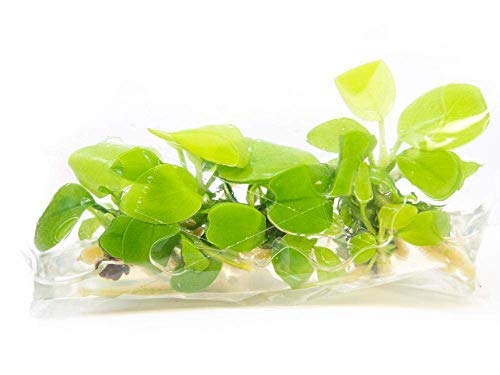 Maalavya Live Aquarium Aquatic Plant Anubias barteri VAR. Nana Gold Anubias Nana Gold ((7 to 10 Leaves)) (B084C2L6V4) Amazon Price History, Amazon Price Tracker