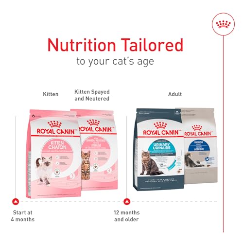 Image of ROYAL CANIN Dry Cat Food up to 12 Months, 3 lbs