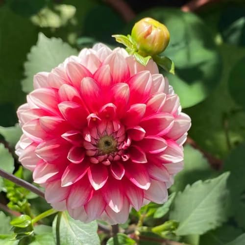 4 pezzi dalias tubercoli resistenti perenni - jardín resistentes, bulbi